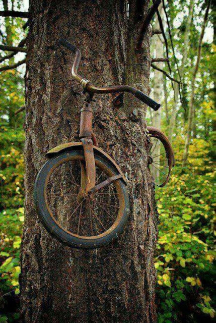 Name:  vashon-island-bike-tree-4.jpg
Views: 885
Size:  148.5 KB