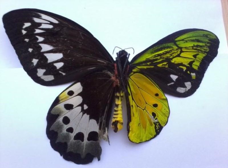 Name:  Bilateral gynandromorph.jpg
Views: 835
Size:  51.3 KB