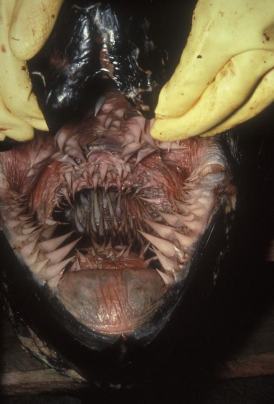Name:  Leatherback..jpg
Views: 4172
Size:  70.3 KB