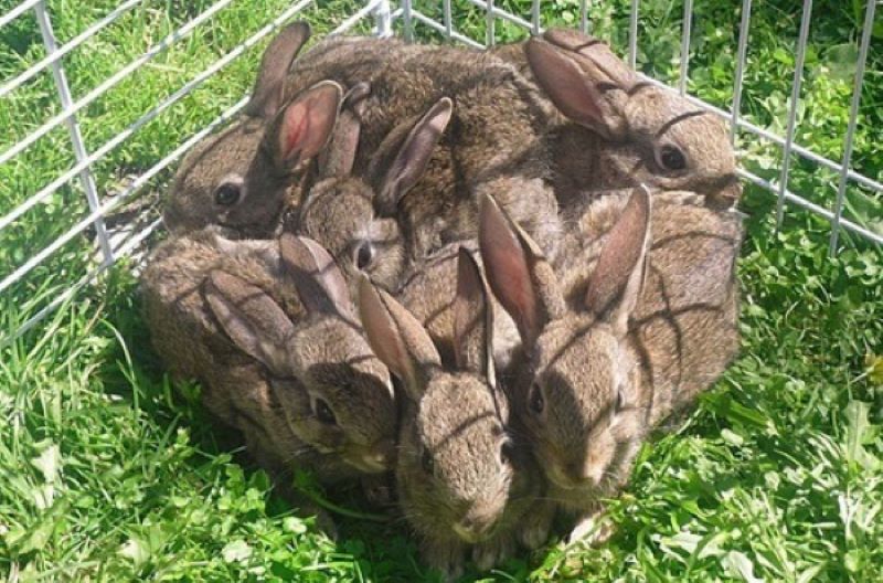 Name:  Bunnies..jpg
Views: 5029
Size:  108.0 KB