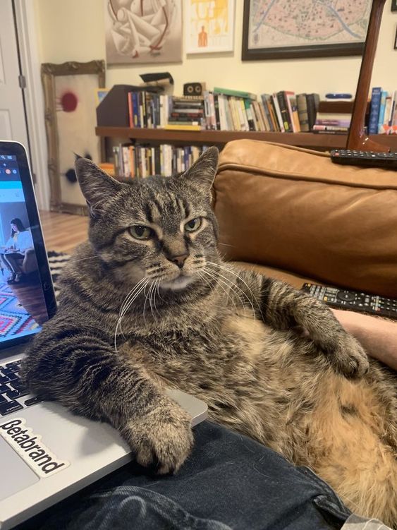 Name:  LivingRoom_Cat.jpg
Views: 1717
Size:  87.7 KB