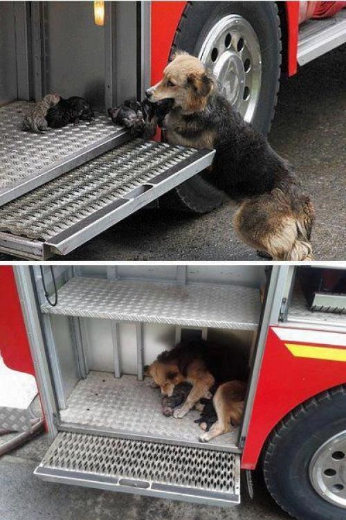 Name:  Pups..jpg
Views: 2013
Size:  109.3 KB