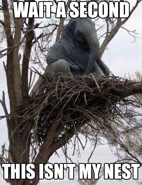 Name:  Elephant.jpg
Views: 2541
Size:  75.2 KB