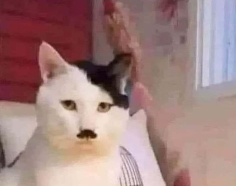 Name:  Cat..jpeg
Views: 4283
Size:  46.0 KB