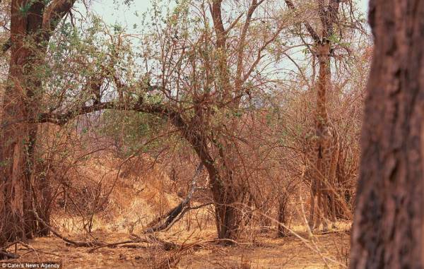 Name:  Camo.jpg
Views: 1855
Size:  61.7 KB