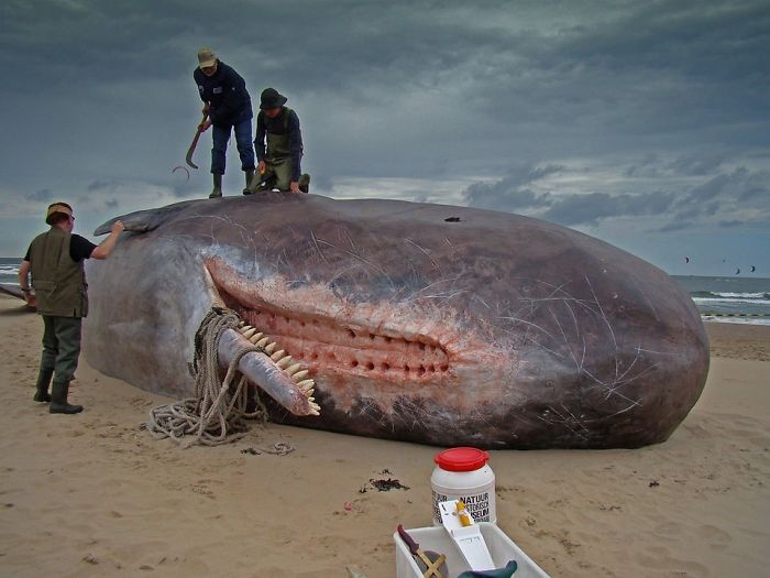 Name:  Whale..jpg
Views: 8312
Size:  52.7 KB
