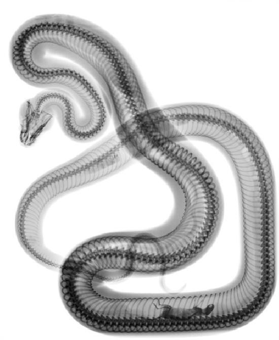 Name:  snake.jpg
Views: 2084
Size:  57.4 KB