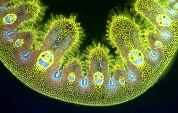 Name:  Grass cells..jpg
Views: 876
Size:  75.3 KB