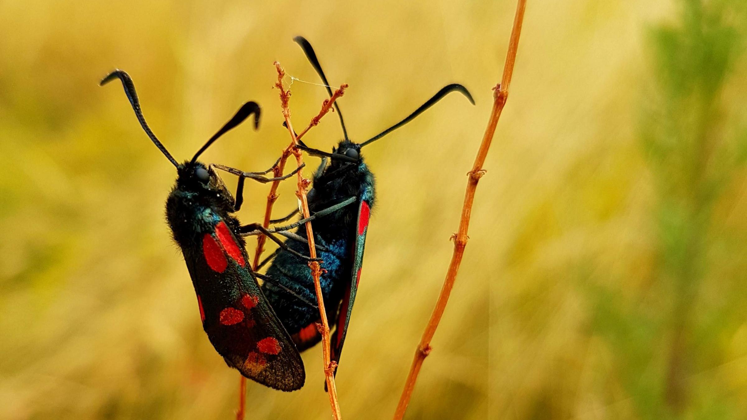 Name:  Insect mirror - 2018-07-09.jpg
Views: 3489
Size:  229.4 KB