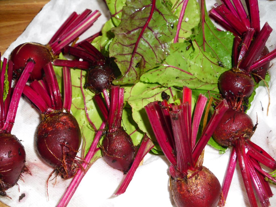 Name:  Beets..JPG
Views: 2216
Size:  179.5 KB