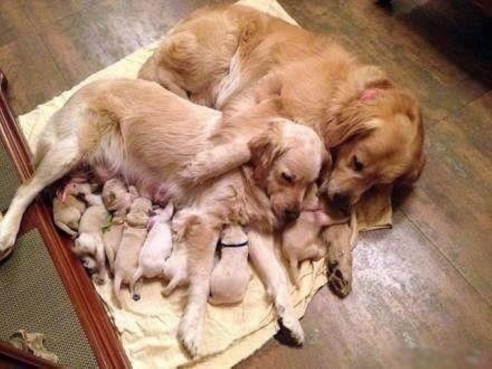 Name:  Puppies..jpg
Views: 5331
Size:  239.7 KB