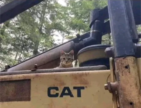 Name:  cat-on-cat.png
Views: 2132
Size:  331.0 KB