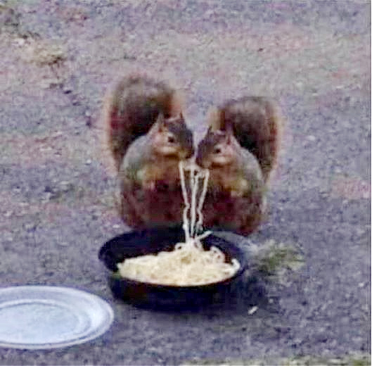 Name:  Squirrels..jpg
Views: 4804
Size:  96.9 KB