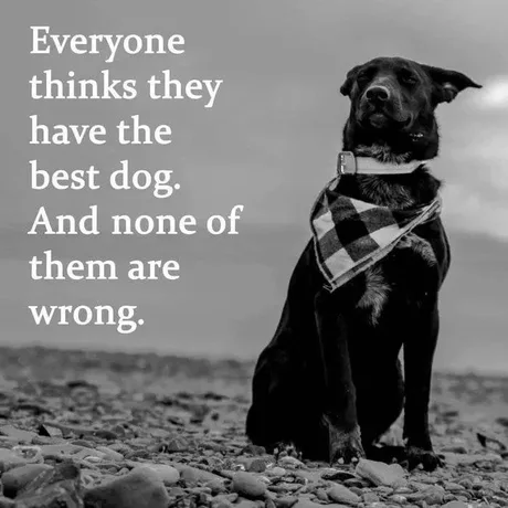 Name:  best-dog.png
Views: 1793
Size:  195.3 KB