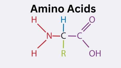 Name:  Amino_Acids.jpg
Views: 8401
Size:  10.1 KB