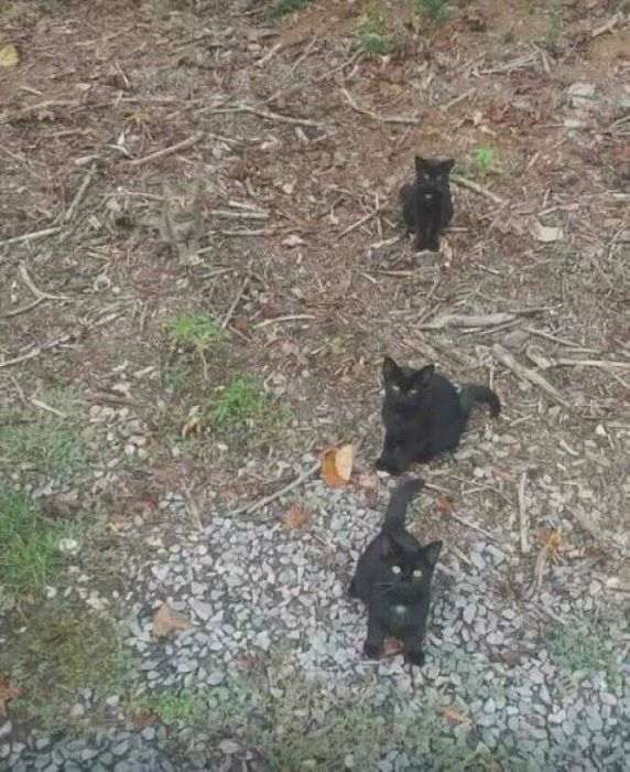 Name:  Cats.jpg
Views: 598
Size:  97.4 KB