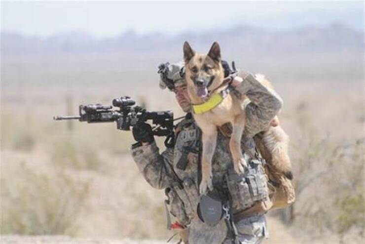 Name:  K-9.jpg
Views: 899
Size:  28.1 KB