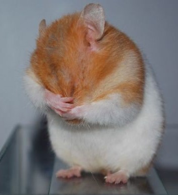 Name:  Face palm..jpg
Views: 4115
Size:  21.1 KB