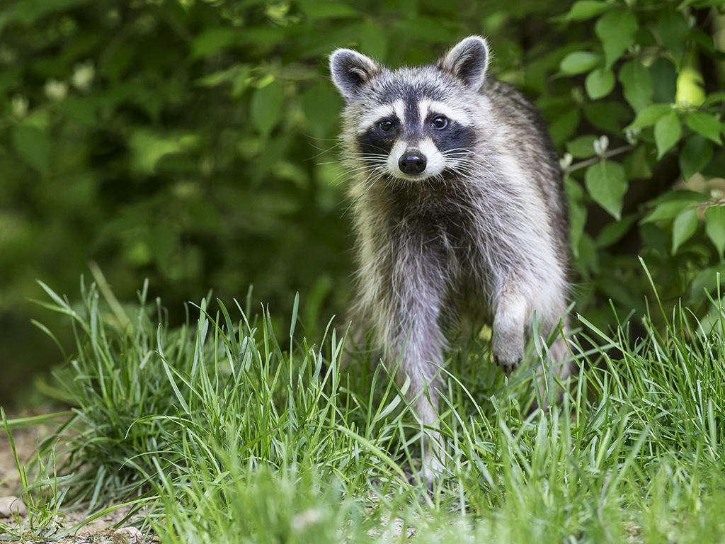 Name:  raccoon24.jpg
Views: 3271
Size:  737.7 KB