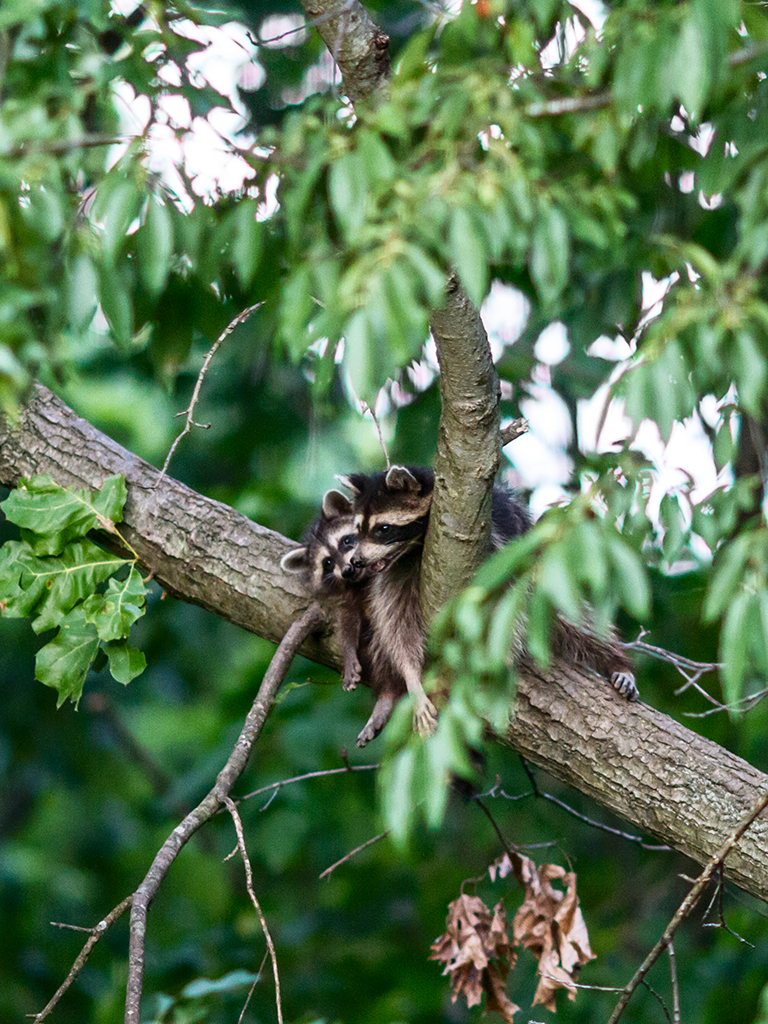 Name:  raccoon21.jpg
Views: 3177
Size:  876.8 KB