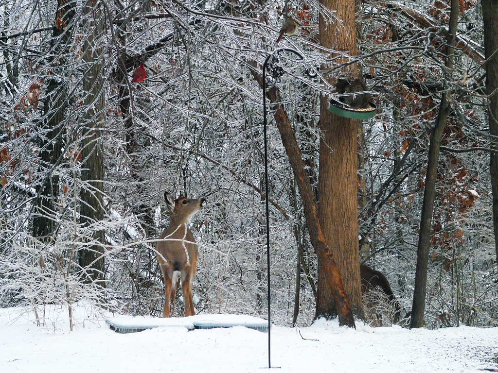 Name:  deerbirdcat.jpg
Views: 1534
Size:  813.5 KB