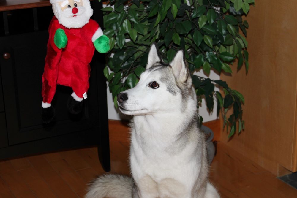 Name:  Santa.JPG
Views: 485
Size:  67.9 KB
