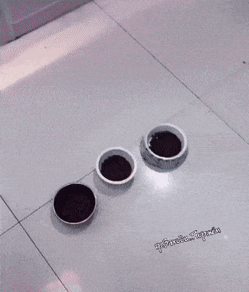 Name:  Food.gif
Views: 564
Size:  3.56 MB