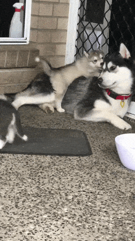 Name:  Husky.gif
Views: 496
Size:  5.52 MB