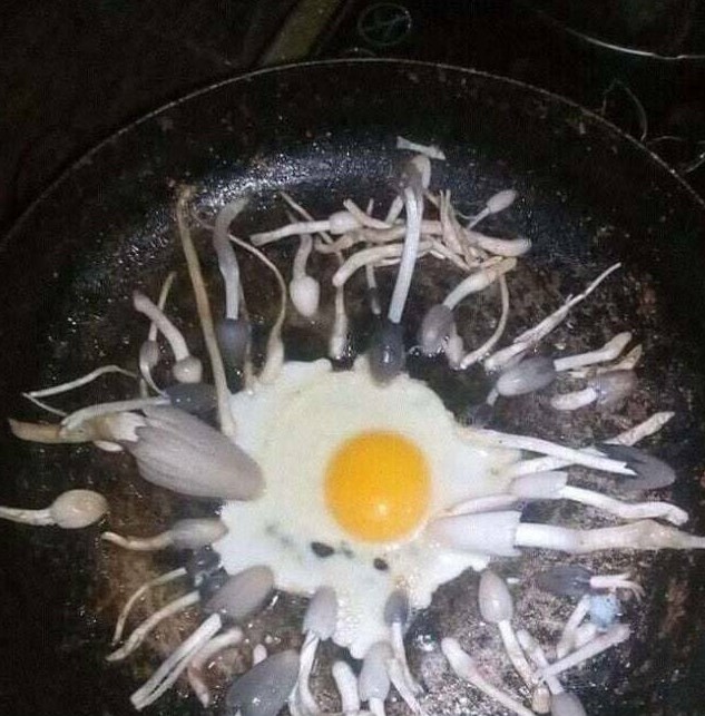 Name:  Egg.jpg
Views: 441
Size:  105.6 KB