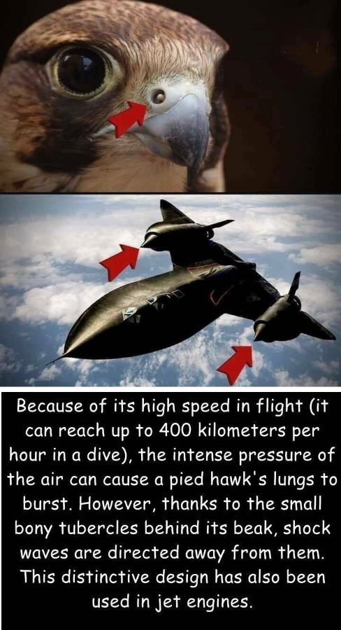 Name:  Jet.jpg
Views: 3825
Size:  82.5 KB