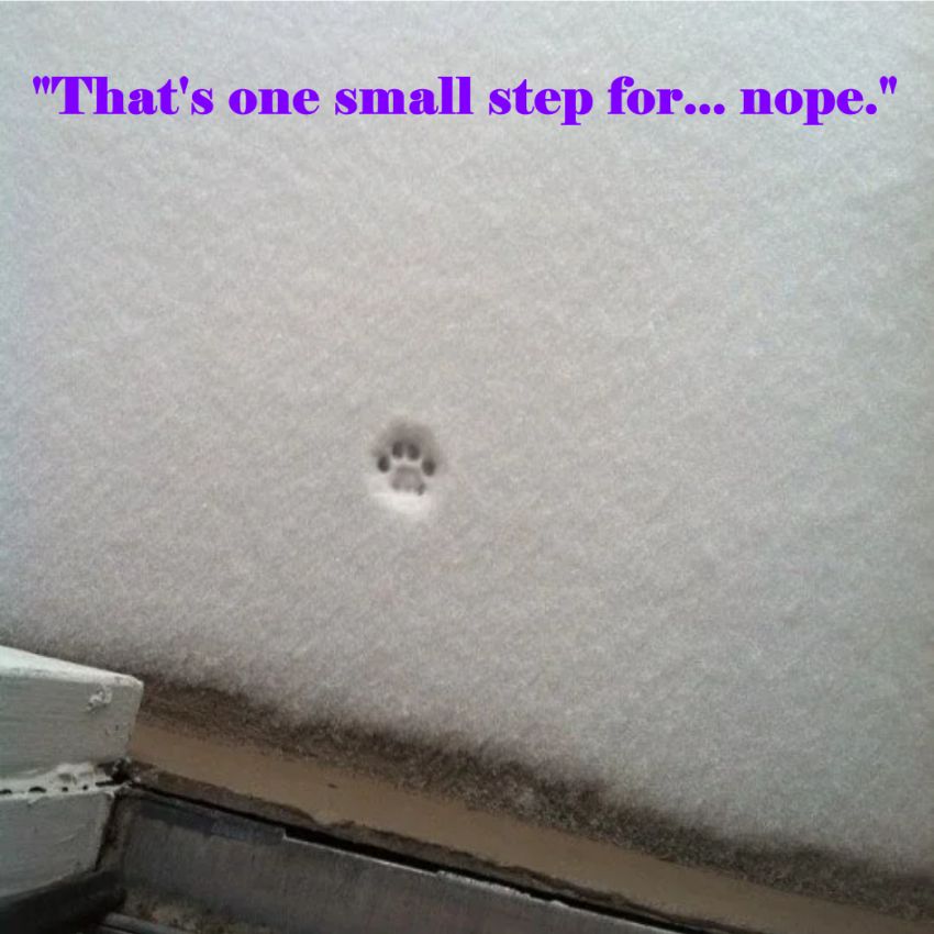 Name:  Cat_Snow_Nope.jpg
Views: 592
Size:  83.6 KB