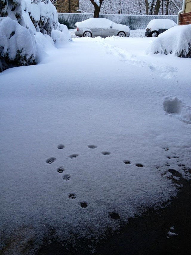 Name:  Cat_Snow_Nope2.jpeg
Views: 426
Size:  110.2 KB