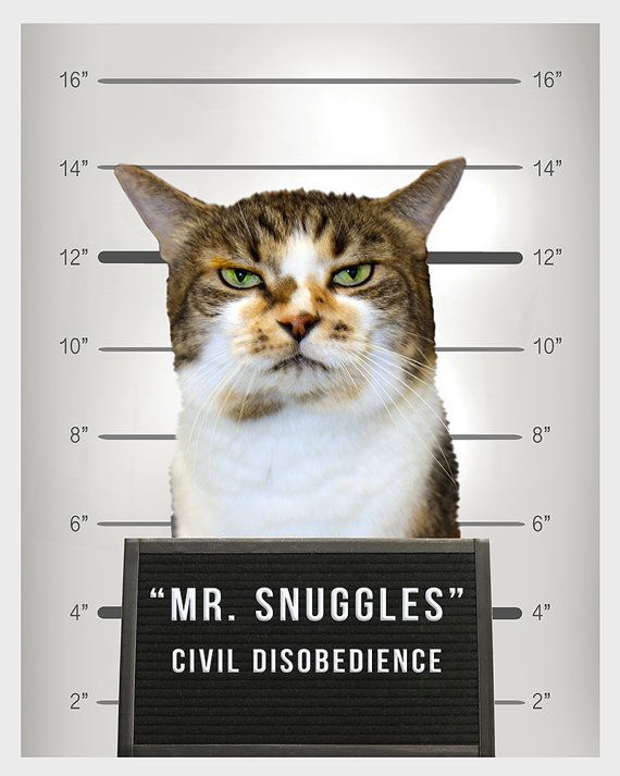 Name:  MrSnuggles.jpg
Views: 683
Size:  53.3 KB