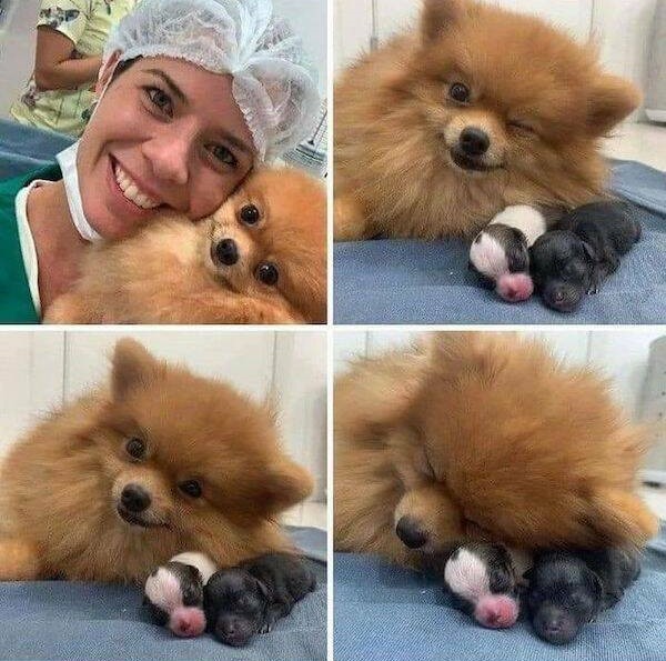 Name:  Pups.jpg
Views: 1189
Size:  98.1 KB