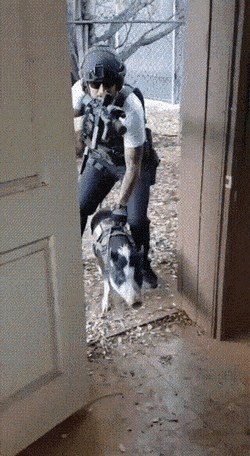 Name:  Attack pig.gif
Views: 838
Size:  4.41 MB