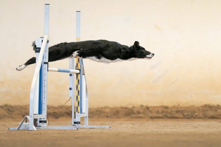 Name:  K9.jpg
Views: 1653
Size:  26.1 KB