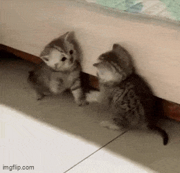Name:  Forum fight..gif
Views: 374
Size:  1.86 MB
