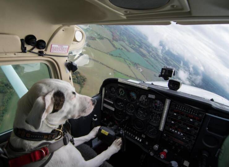 Name:  Dog flying.jpg
Views: 971
Size:  41.5 KB