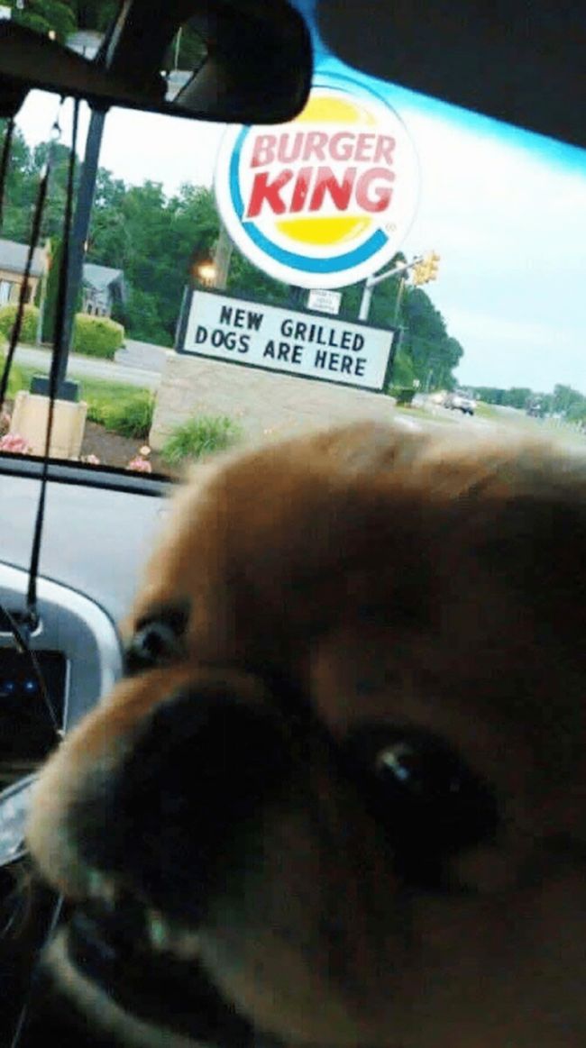 Name:  BK_Dog.jpg
Views: 289
Size:  75.9 KB