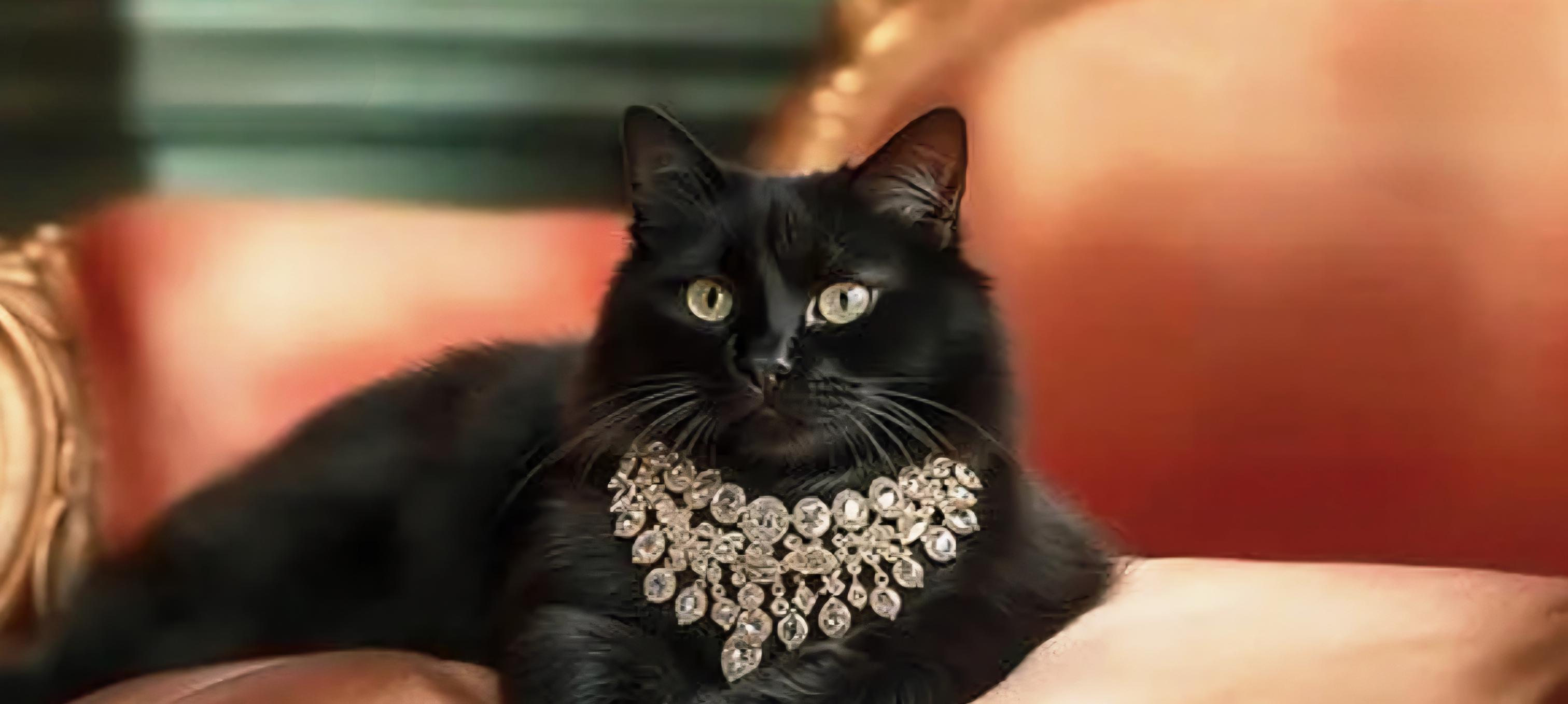 Name:  DivaCat.jpg
Views: 406
Size:  199.3 KB